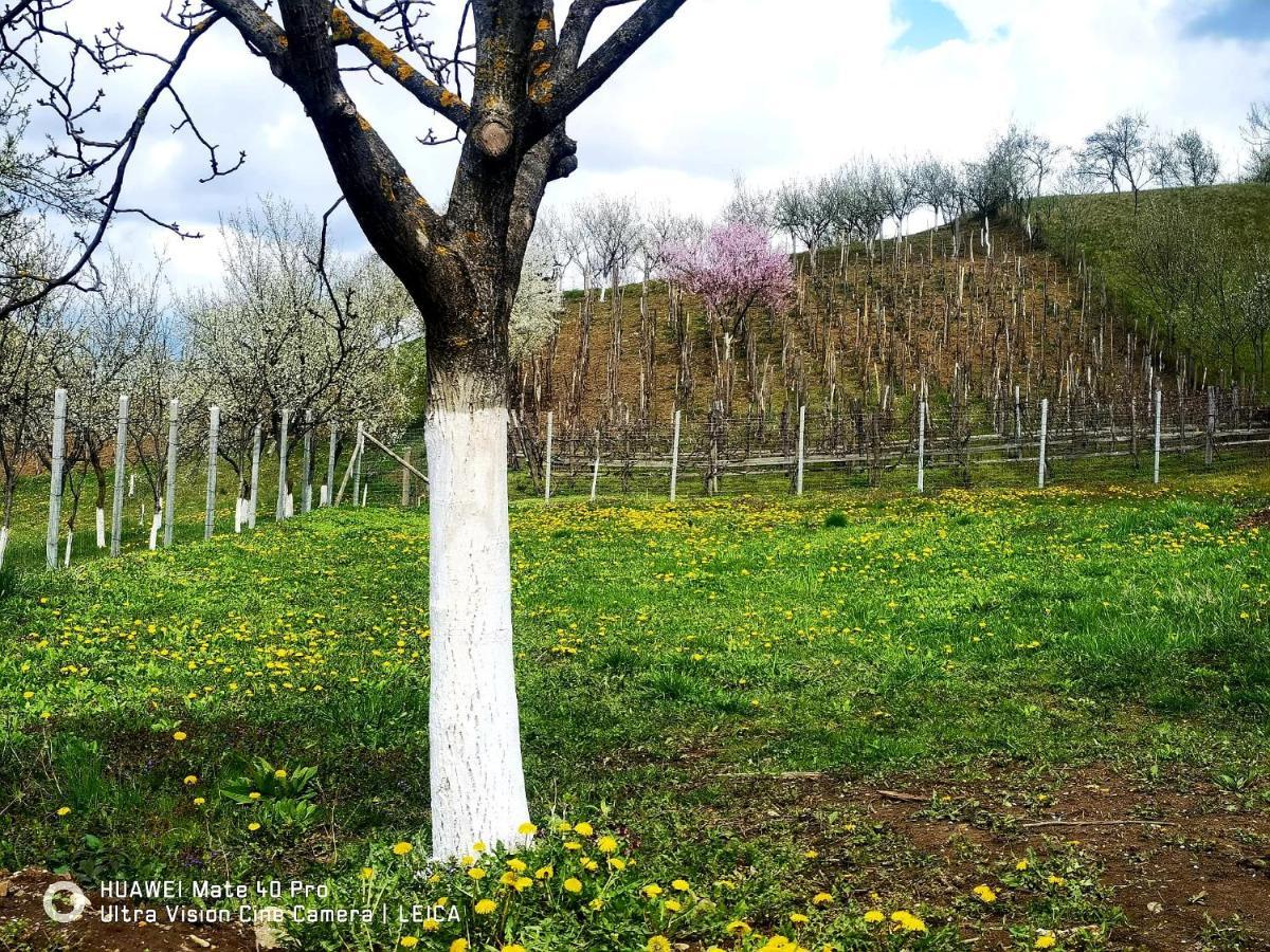 Vatra Strabunilor Βίλα Moigrad Εξωτερικό φωτογραφία